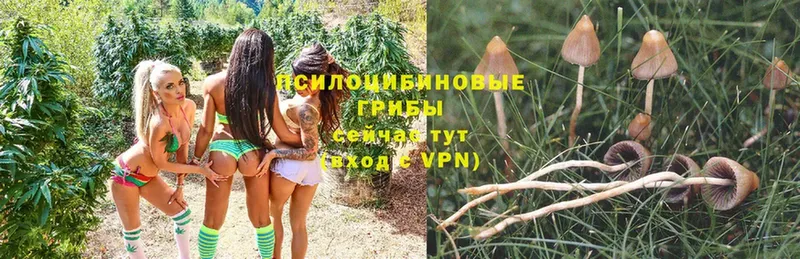 Псилоцибиновые грибы GOLDEN TEACHER  купить наркотики цена  Алдан 